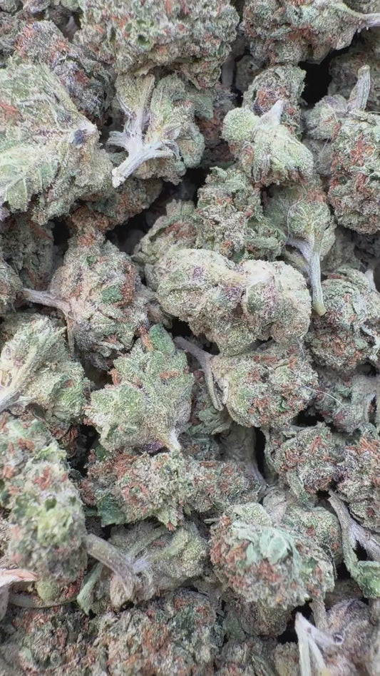 Gelato 41 Minis - Bulk Minis - Hybrid