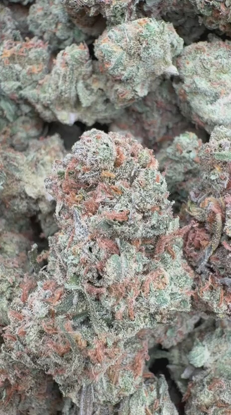 XJ 13 Indoor - Bulk - Sativa