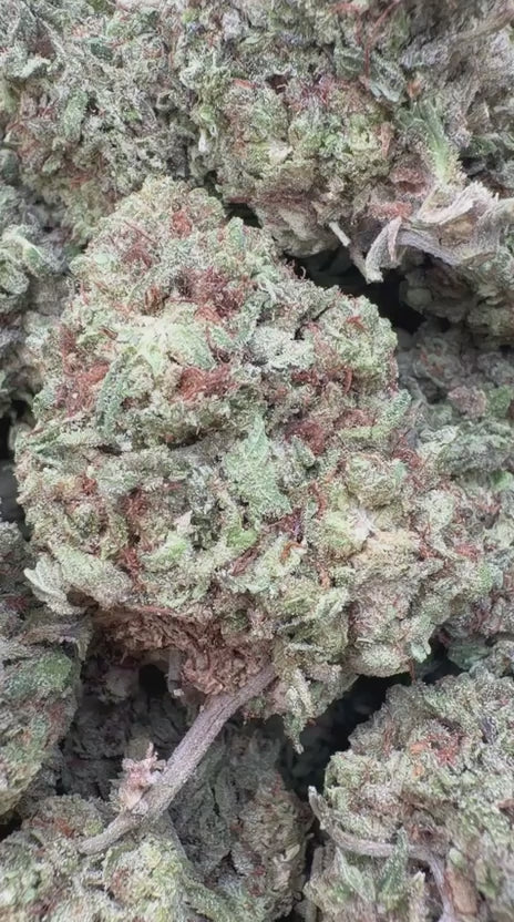 Gorilla Glue - Bulk - Indica