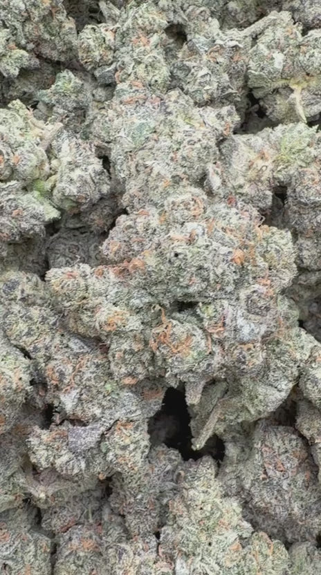 Fidel Runtz Indoor - Bulk - Hybrid