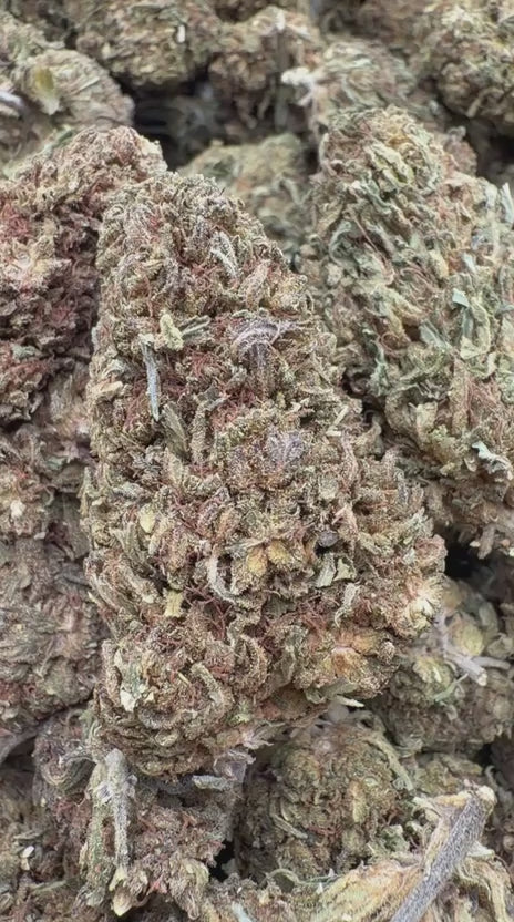 Citrus Skunk - Bulk - Hybrid