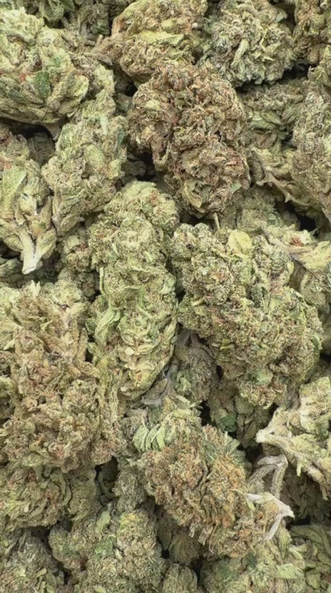 Girl Scout Cookies - Bulk - Hybrid