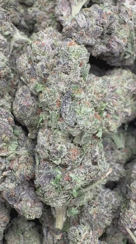 Purple Jack Indoor - Bulk - Hybrid