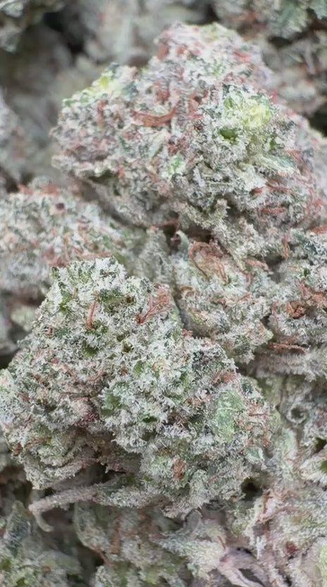 Gorilla Glue Indoor Minis - Bulk Minis - Hybrid