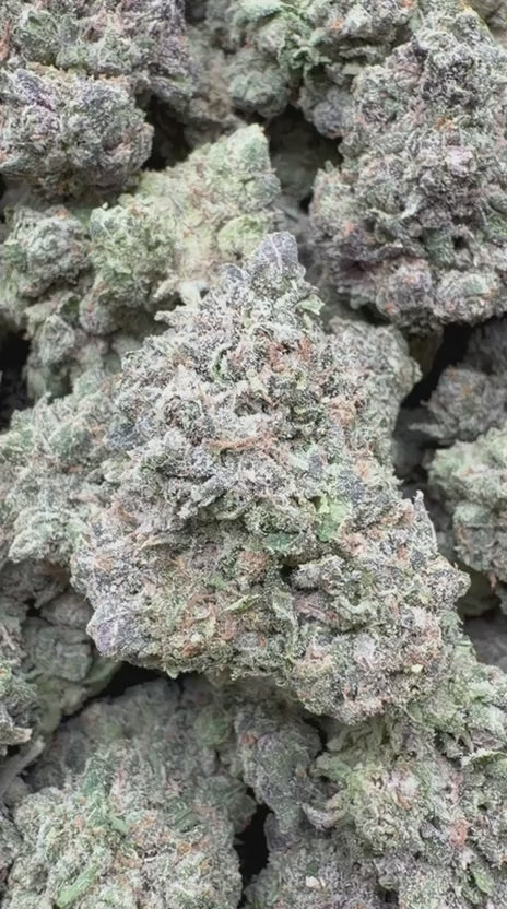 Candy Gas Indoor - Bulk - Hybrid