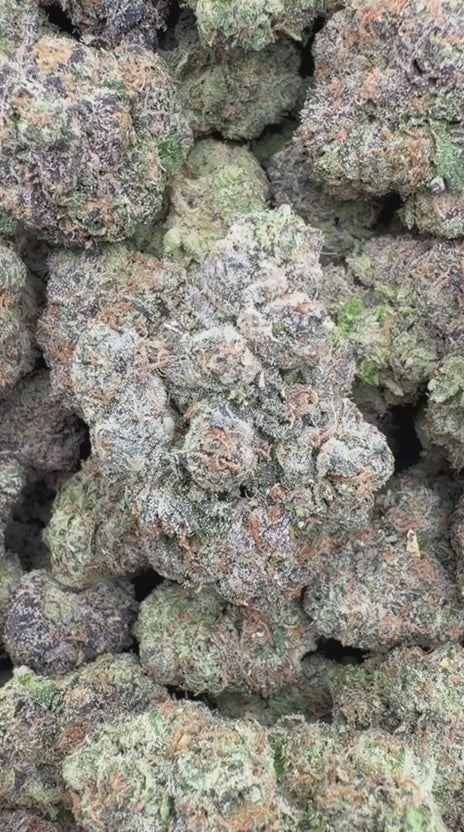 Versace Indoor - Bulk - Hybrid