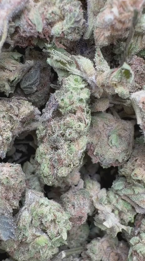 Han Solo Burger Minis - Bulk Minis - Indica