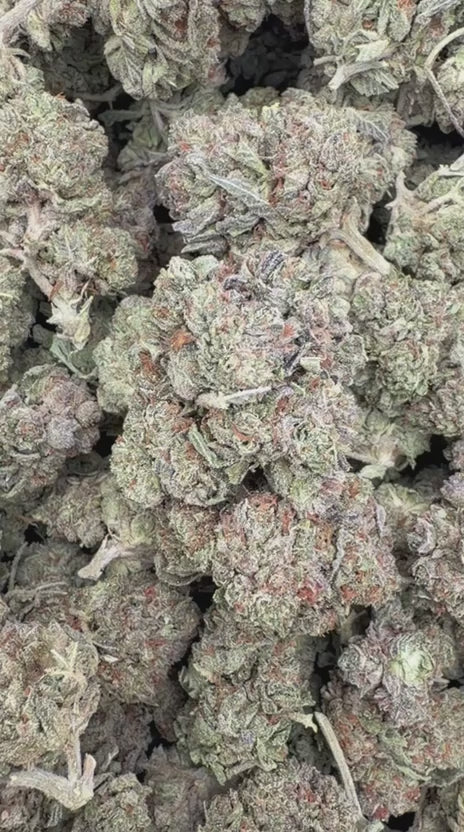 Black Cherry Cookies - Bulk - Hybrid