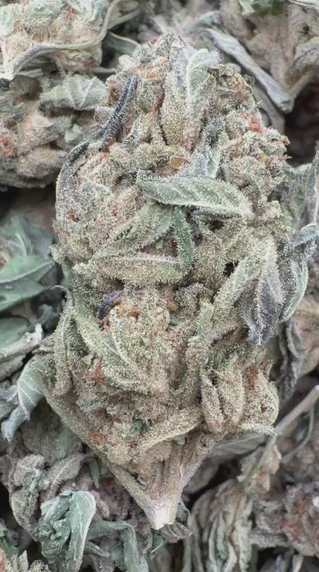 Jet Fuel Gelato - Bulk - Hybrid