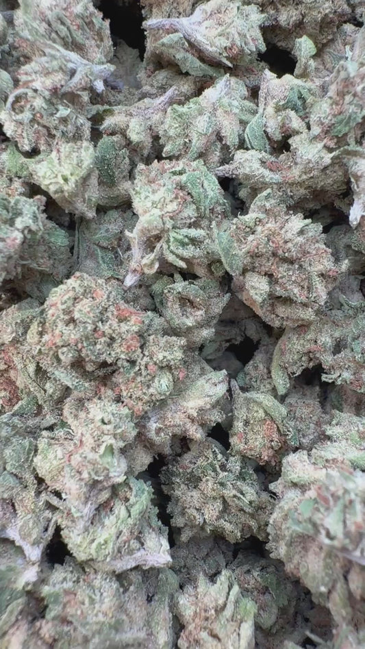 Sour Diesel Indoor Minis - Bulk Minis - Sativa