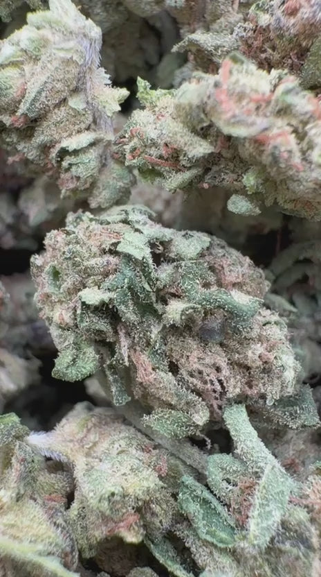 Purple Punch Minis - Bulk Minis - Indica