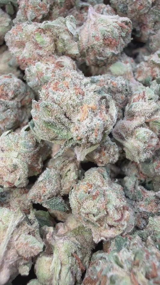 Barneys Biscotti Minis - Bulk Minis - Indica