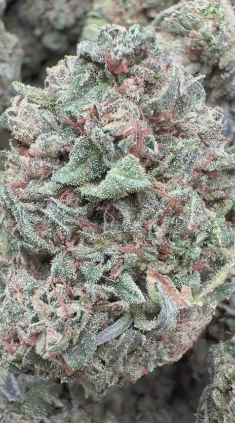 OG Lato - Bulk - Hybrid
