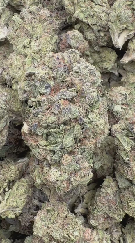 Biscotti Mintz - Bulk - Indica