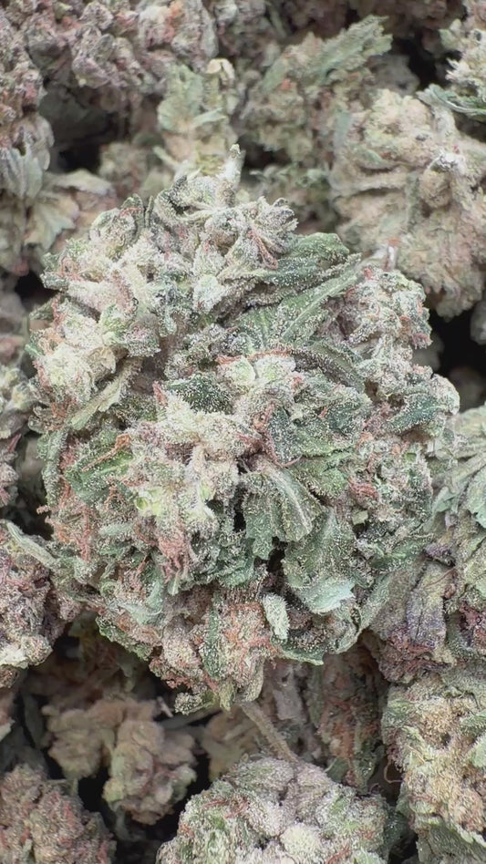 Pink Panties - Bulk - Indica