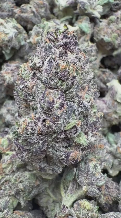 Velvet Cherries Indoor Mediums - Bulk Mediums - Indica