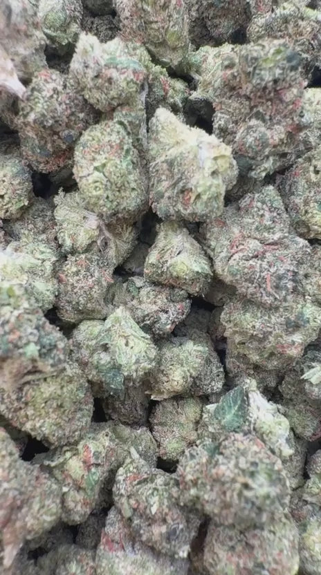 Orange Creamsicle Minis - Bulk Minis - Sativa