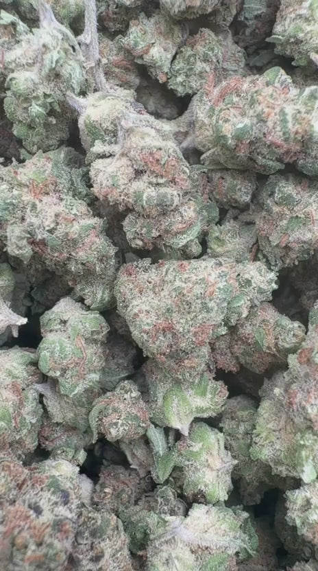 Peanut Butter Cup Minis - Bulk Minis - Indica
