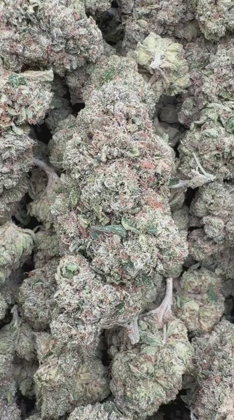 Skywalker OG Indoor - Bulk - Indica