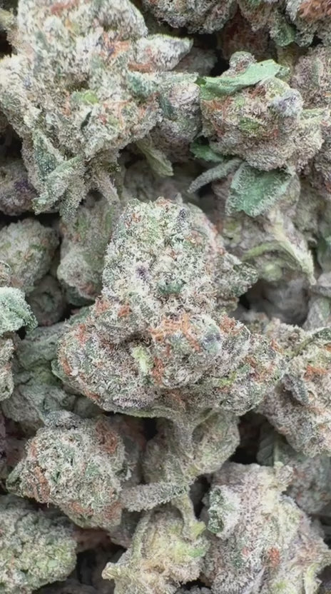 LA Pop Rocks Littles - Bulk Littles - Indica