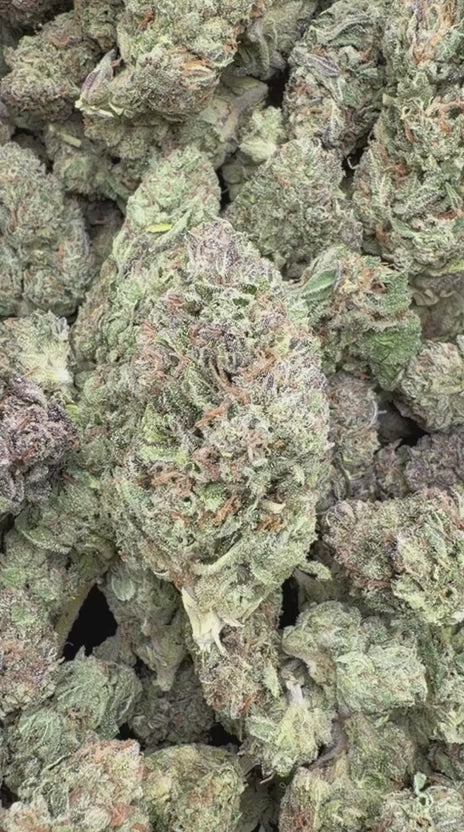 Rainbow Sherbet - Bulk - Hybrid