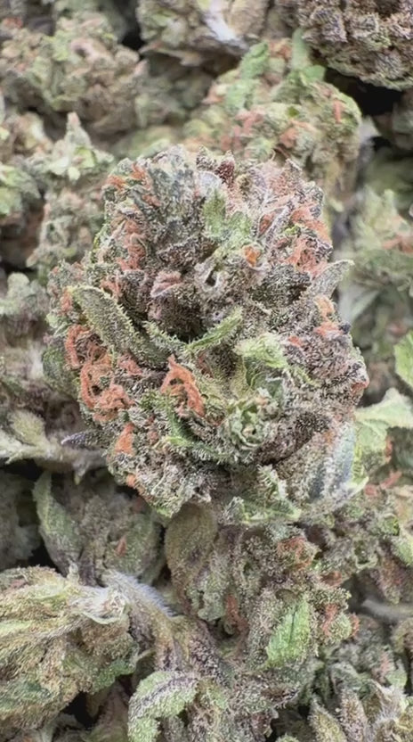 Blackberry Kush Minis - Bulk Minis - Indica