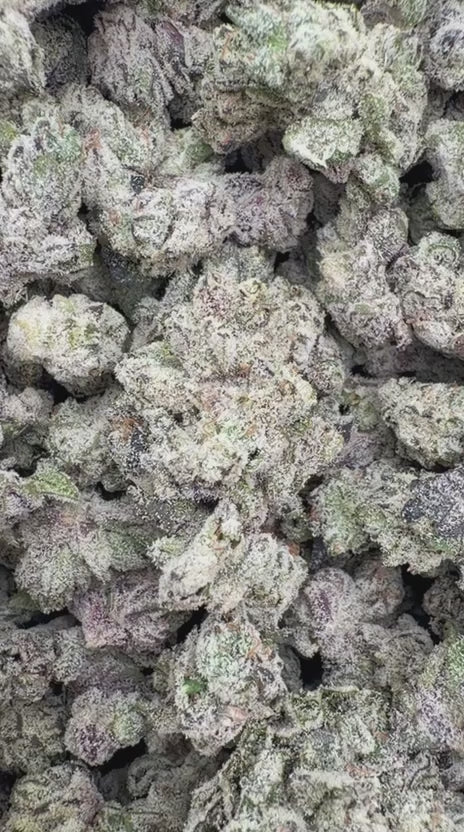 White Widow Indoor Minis - Bulk Minis - Hybrid