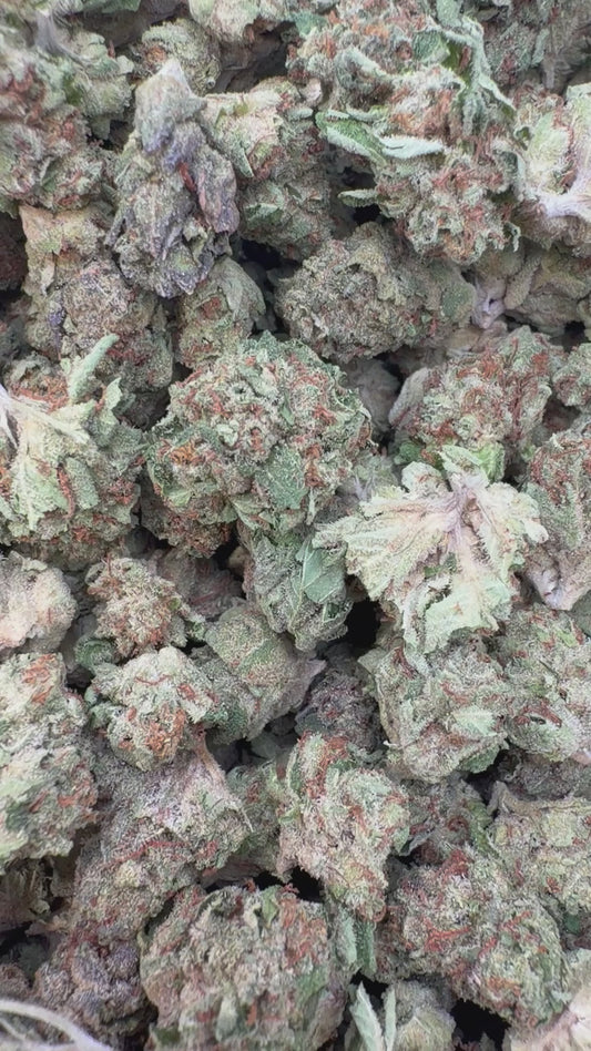 Gelato 41 Indoor Minis - Bulk Minis - Hybrid