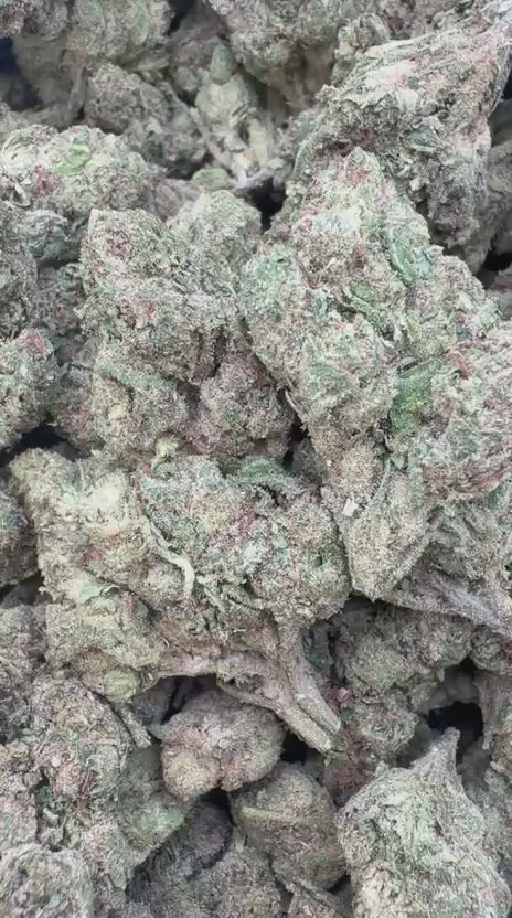 Gruntz - Bulk - Indica