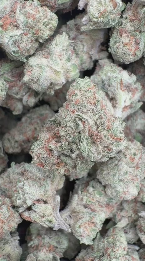 Papaya Runtz Minis - Bulk Minis - Hybrid
