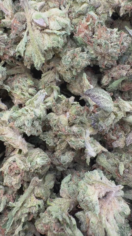 Wedding Crasher Minis - Bulk Minis - Indica