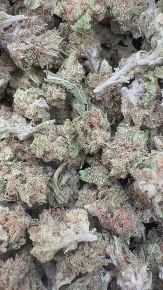 Star Dog Minis - Bulk Minis - Indica