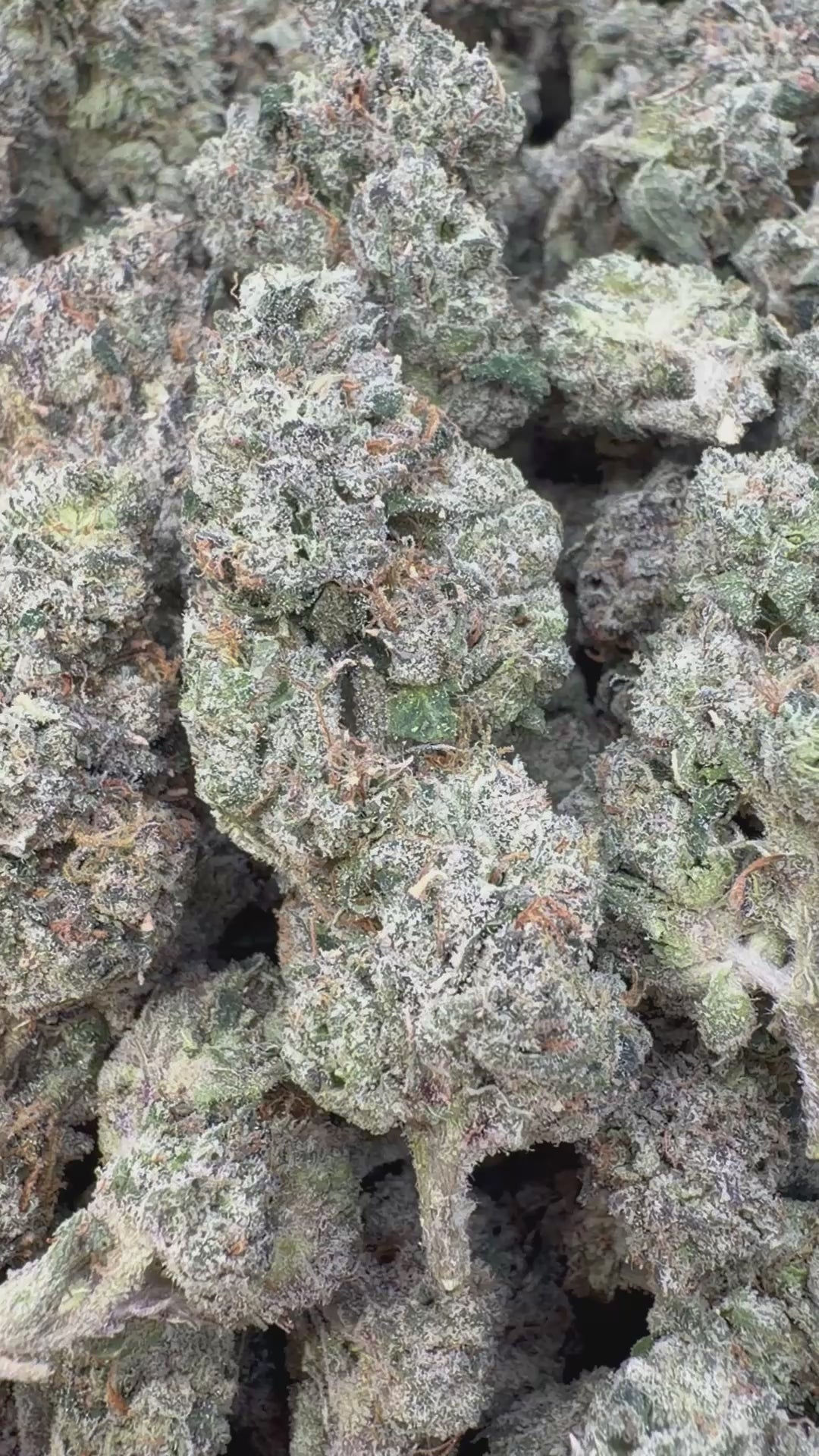 Banana Runtz Indoor - Bulk - Hybrid – Smoke Kind