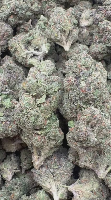 Biscotti 33 - Bulk - Indica
