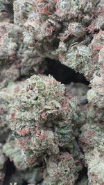 Laughing Gas - Bulk - (Indica)
