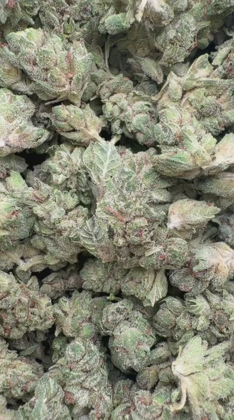 Gorilla Glue Minis - Bulk Minis - Hybrid