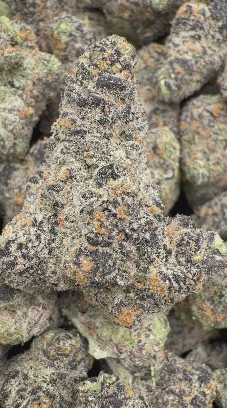 Cereal Milk Indoor - Bulk - Hybrid