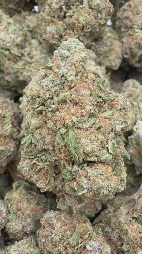Cherry Pie - Bulk - Hybrid