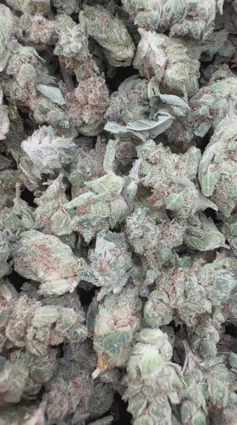 Gorilla Glue Minis - Bulk Minis - Hybrid