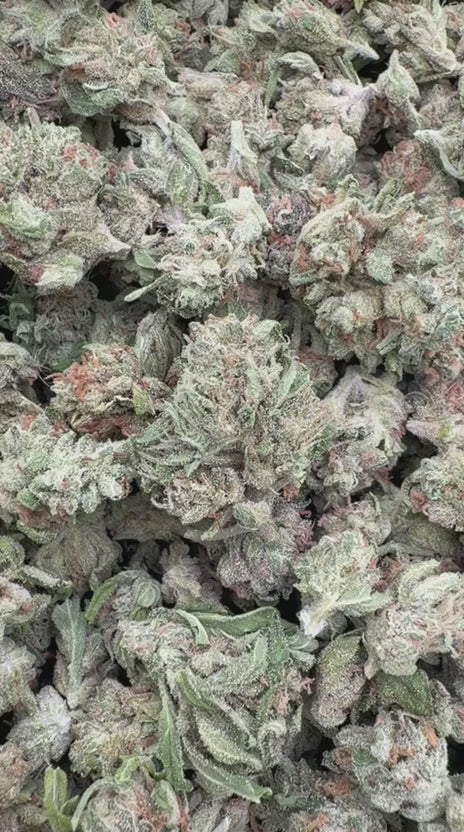 Maui Wowie Minis - Bulk Minis - Sativa