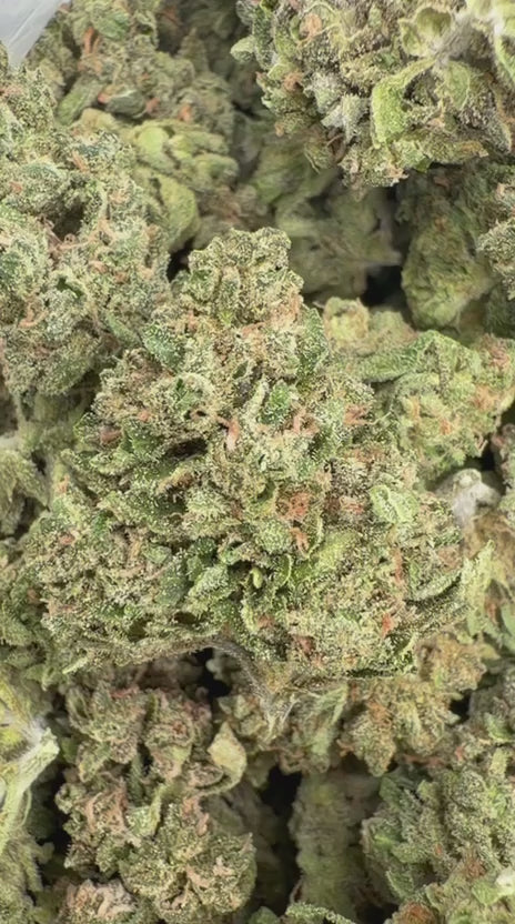 Apple Banana Minis - Bulk Minis - Hybrid