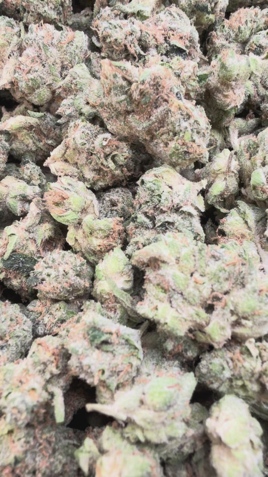 Double Cake Indoor Minis - Bulk Minis - Hybrid