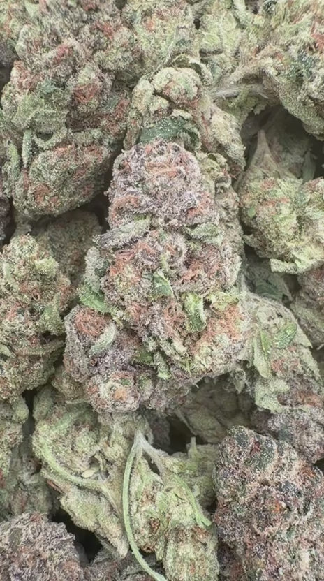 Gelato 41 - Bulk - Hybrid
