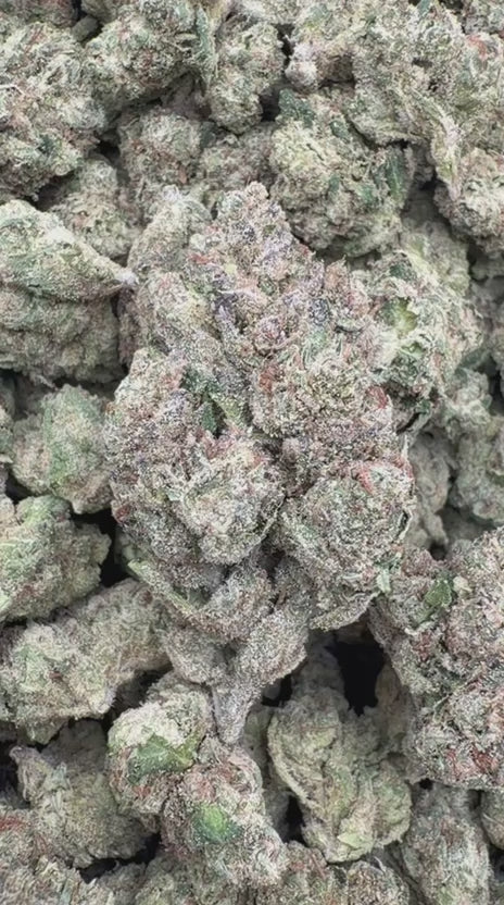 Fidel Runtz - Bulk - Hybrid