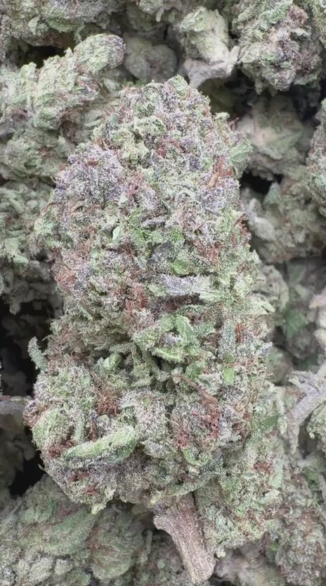 Blueberry Cough - Bulk - Sativa