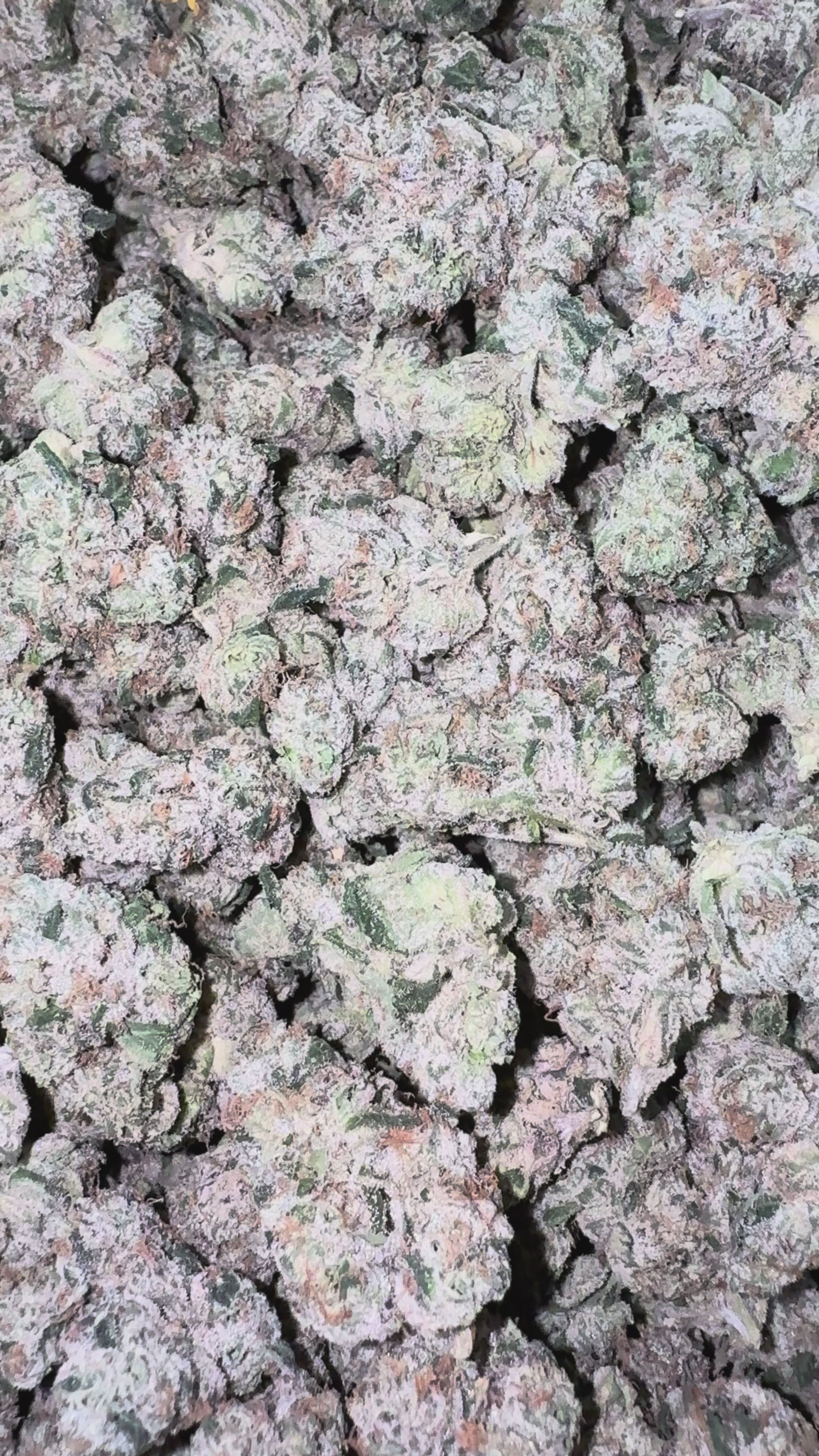 Boutique Exotics Obama Runtz - Bulk - Hybrid – Smoke Kind