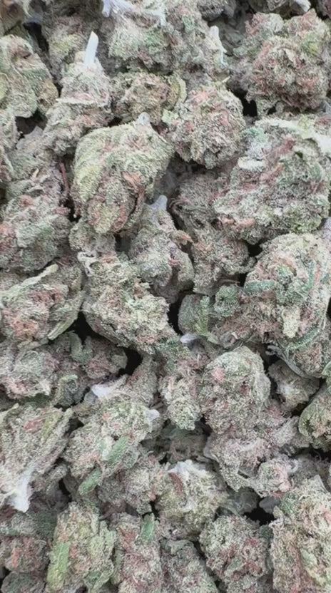 Lemon Fuel OG Minis - Bulk Minis - Hybrid