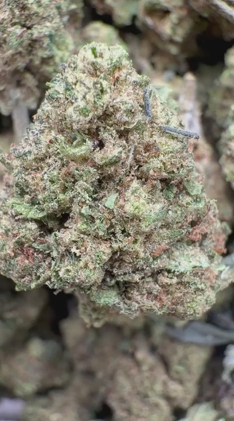 AK 47 Minis - Bulk Minis - Hybrid