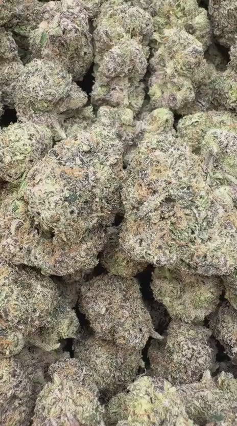 Versace Indoor - Bulk - Hybrid
