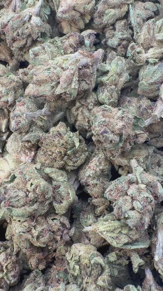 Kush Mintz Minis - Bulk Minis - Hybrid